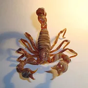 Скульптура «Скорпионы» из стекла — оригинальный подарок — фотография 2